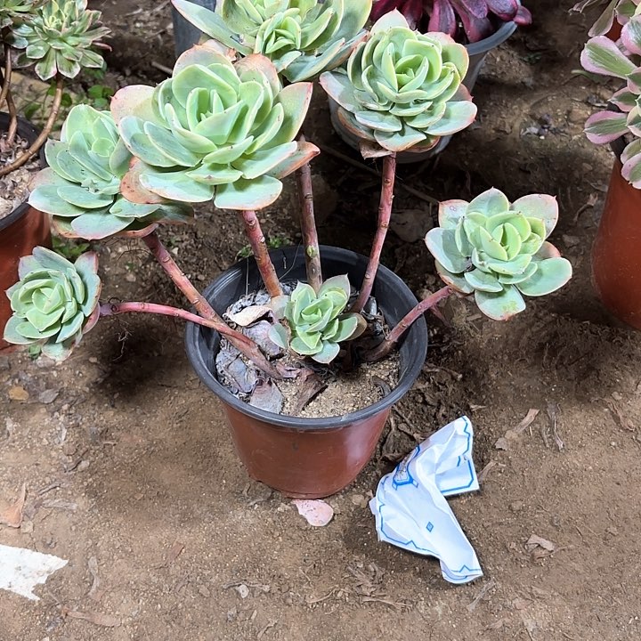 多肉植物法师碧桃48