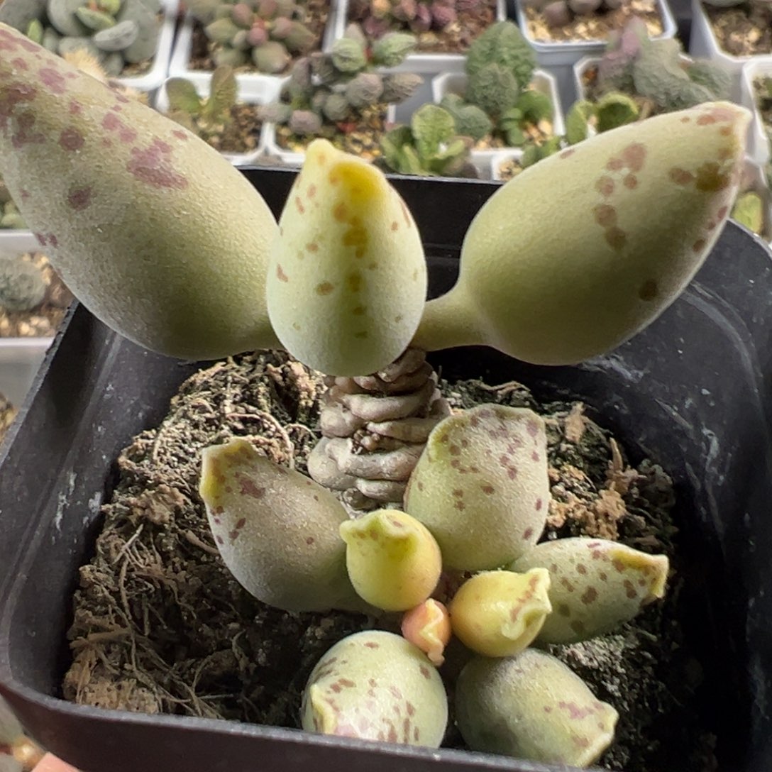 n***i黄金海豹多肉植物