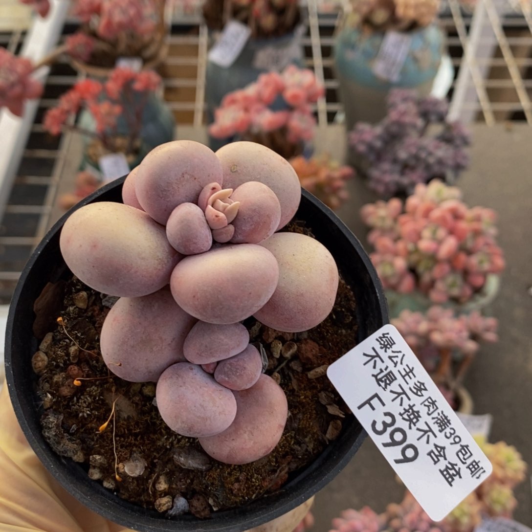 芭比奶酪399/5c m