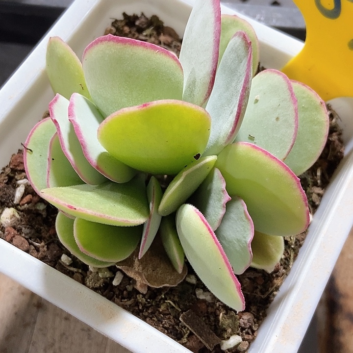 多肉植物白眉879