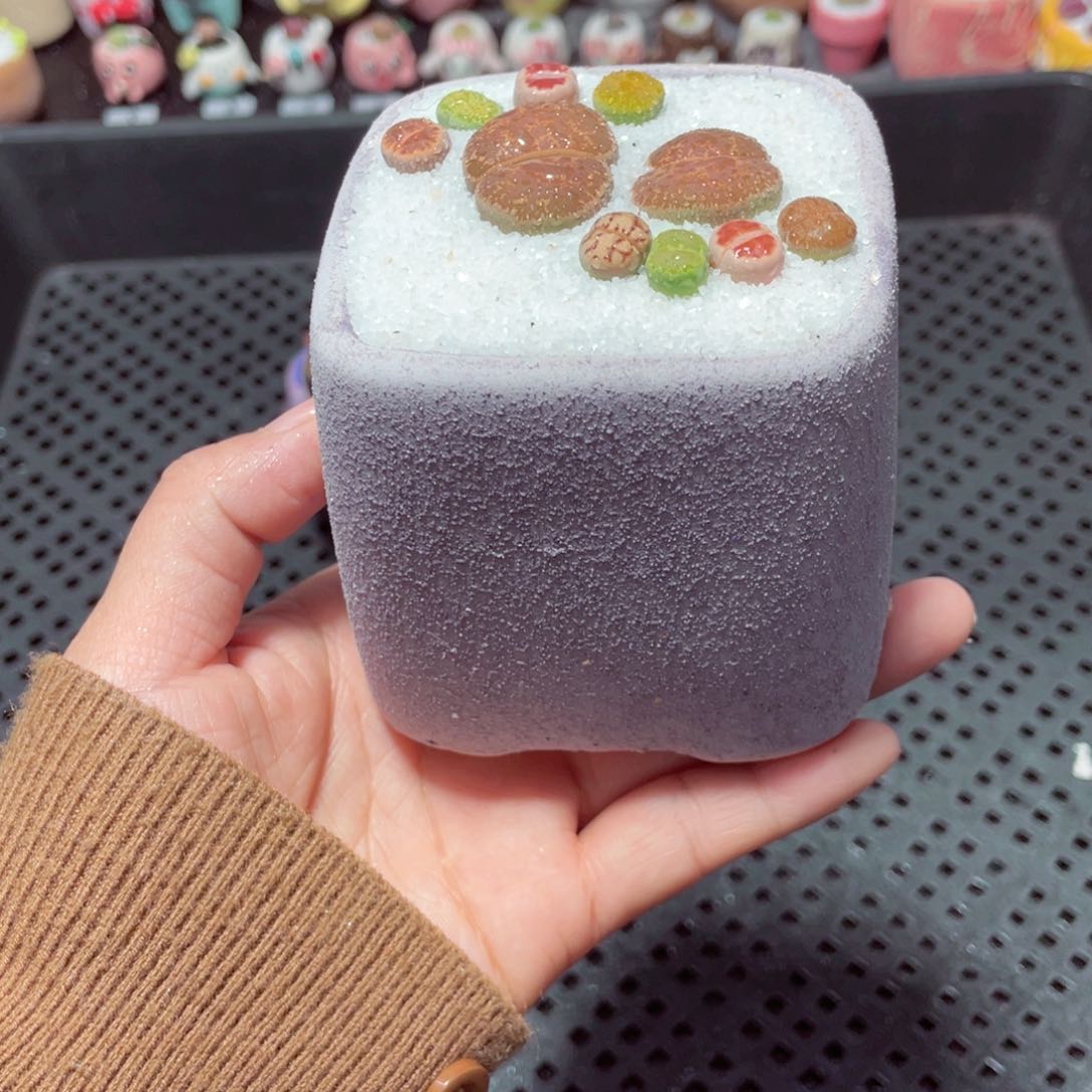 w1788 带盆土发货-零下地区拍保温箱