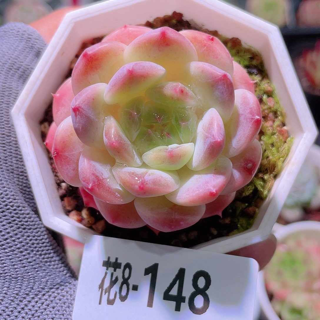 花利美 8-148秘境冰魄