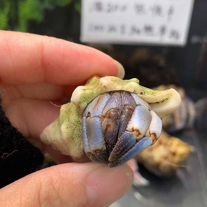 2.2口径奔跑的寄居蟹9号瑕