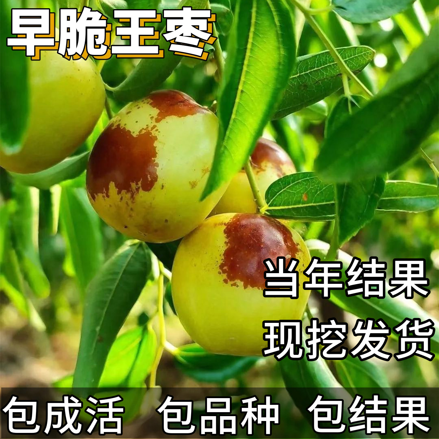 早脆王枣苗南北方庭院耐寒早熟大枣超甜盆栽枣树嫁接活苗当年结果