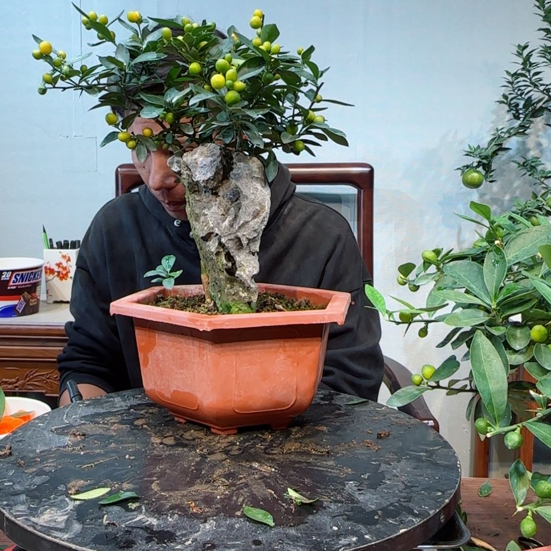 少量花朵（建议范围：2朵-5朵 或40%以下）瑞*