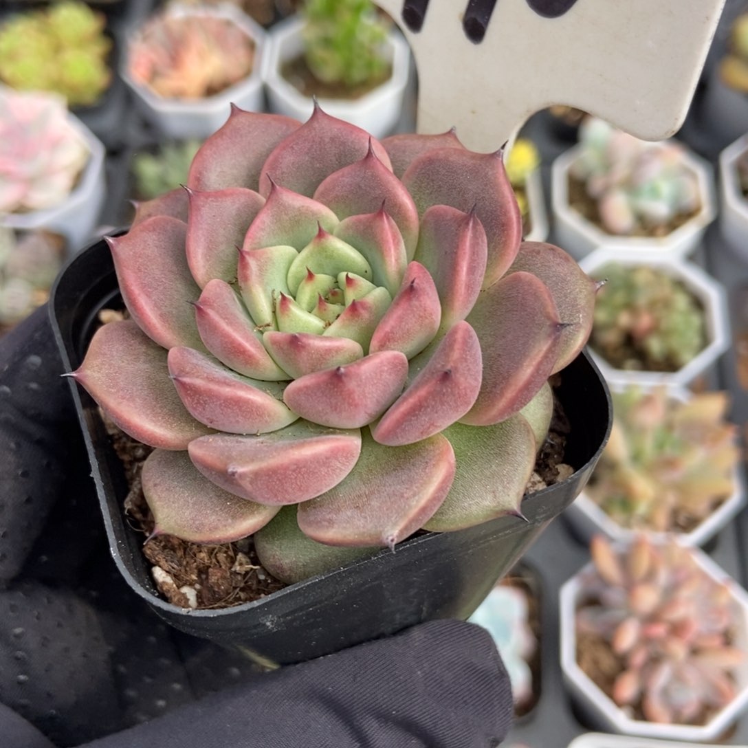 910玫瑰多肉植物保护