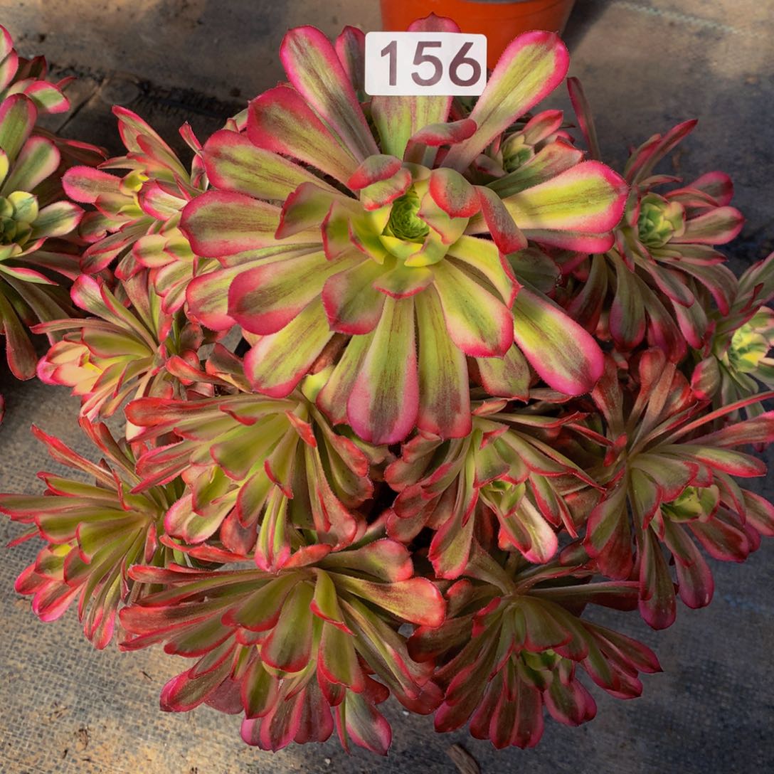 156多肉植物盆栽