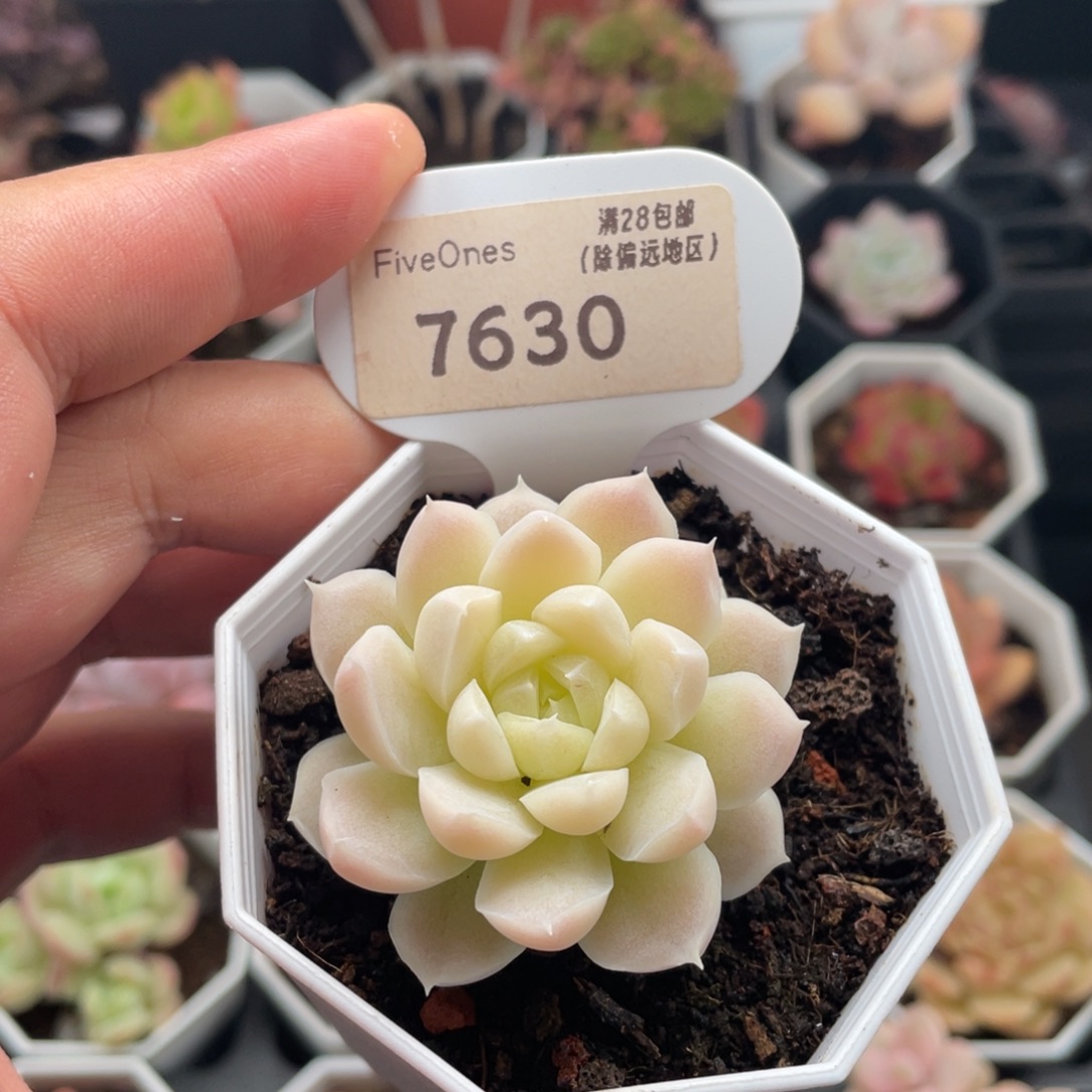 白月影7630-4.5厘米