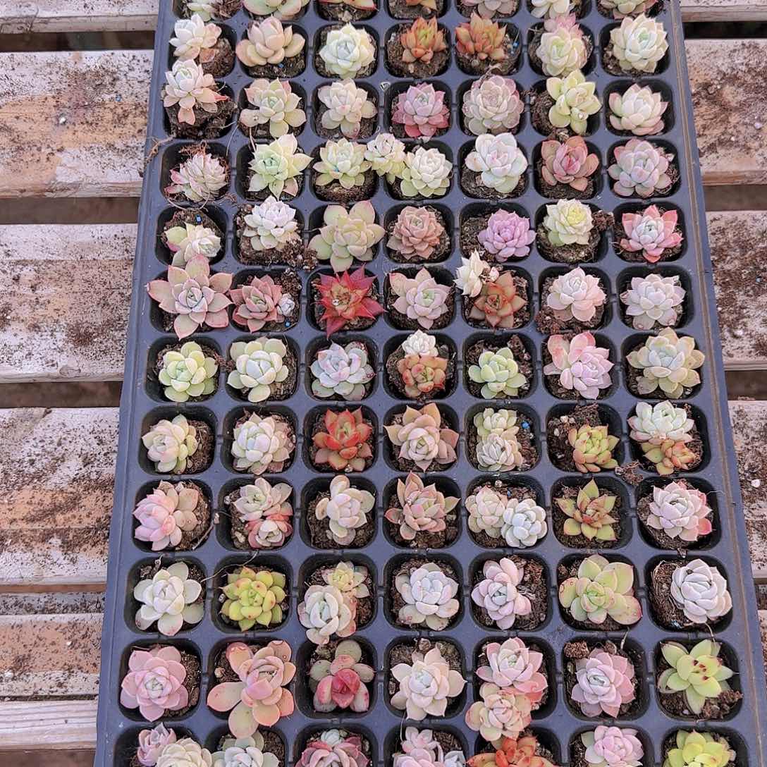 直播一物一拍多肉125