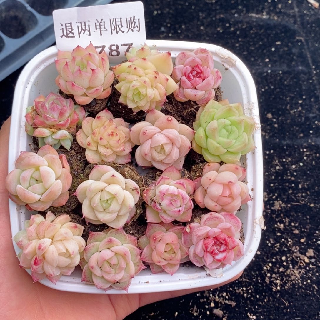 2-787 新疆西藏内蒙不发其他12.8包邮两到三厘米多肉