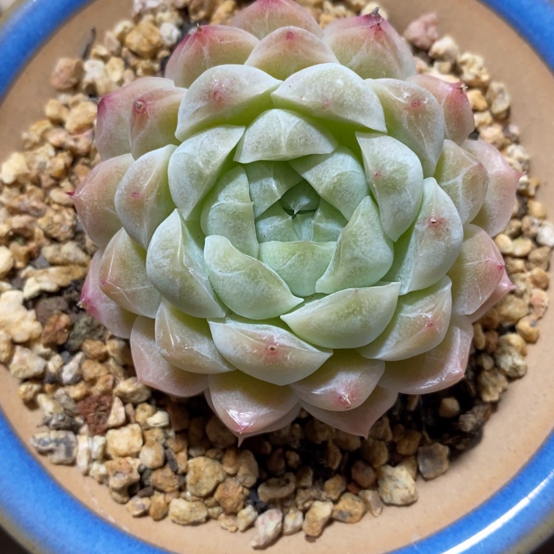 自助下单一物一拍，年后发可寄养问主播