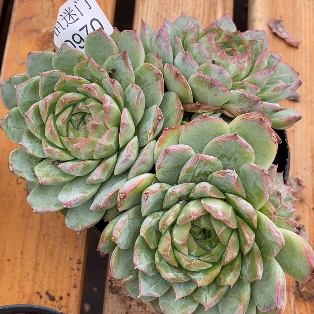 ****杂交精品多肉0970~15厘米