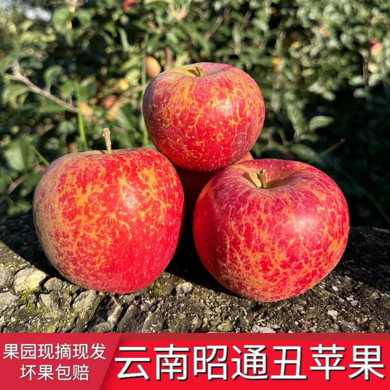 云南昭通丑苹果当季新鲜水果脆甜多汁现摘冰糖心苹果