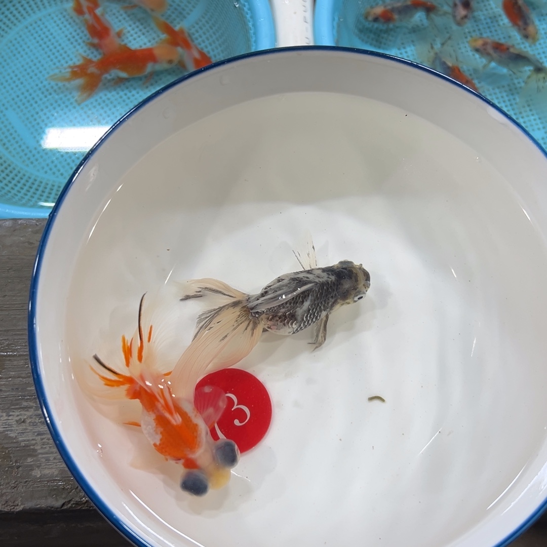 C***t金鱼73号。凤高50。蝶30