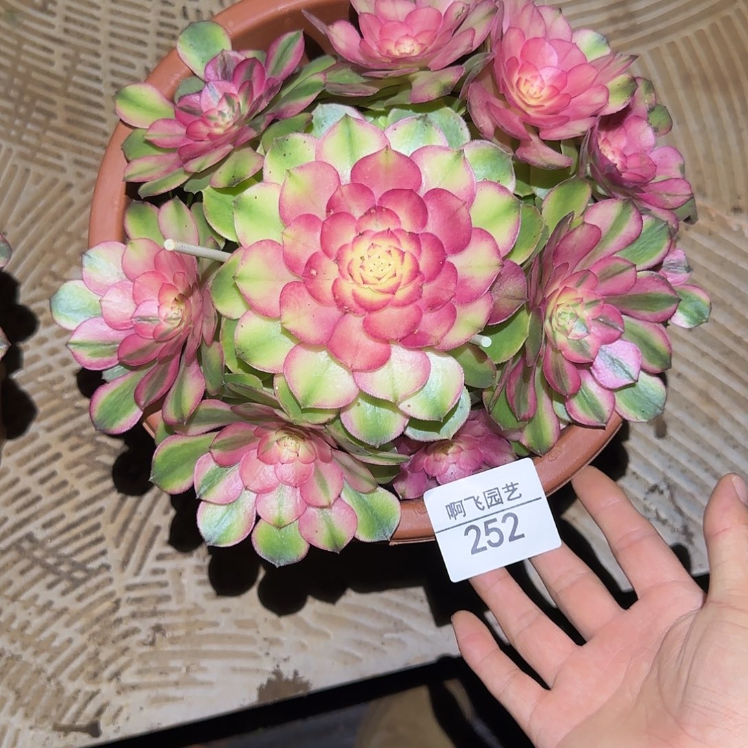 252多肉 红豆法师福利