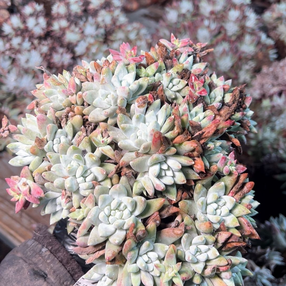 7717哈哈哈哈哈哈哈哈