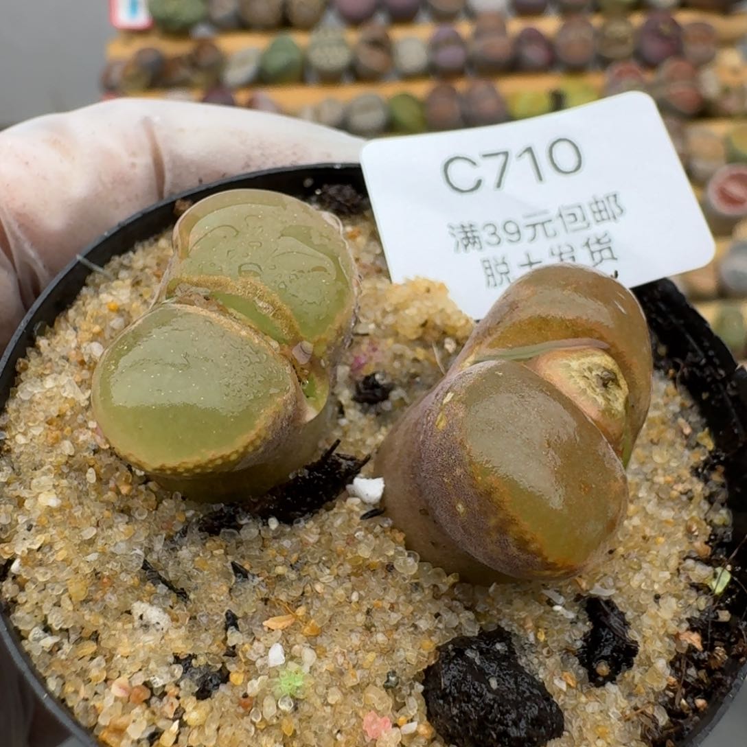 710哈哈哈哈哈哈哈哈