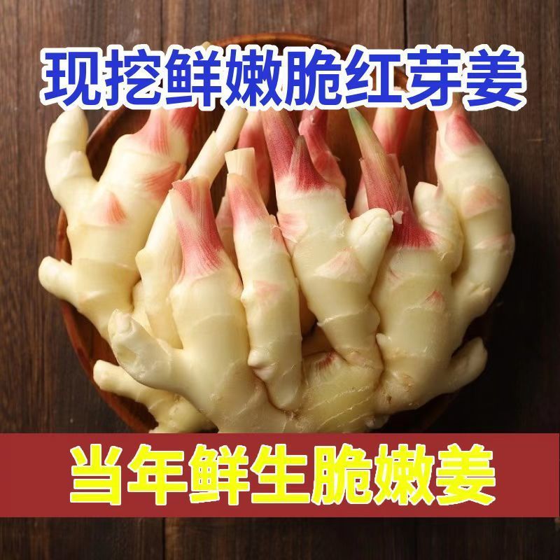 云南小黄姜仔正宗生姜新鲜鲜嫩姜芽农家红芽自种糖醋应季蔬菜大个