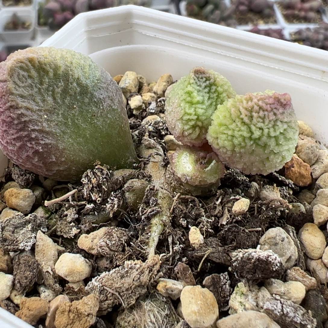 特价巨猪宝带桩多肉植物水泡