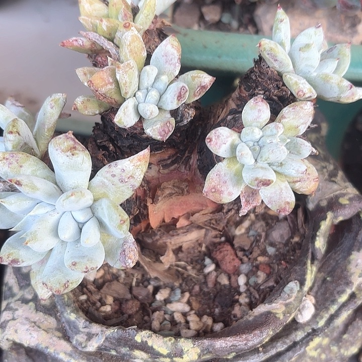 仙女杯多肉植物提取