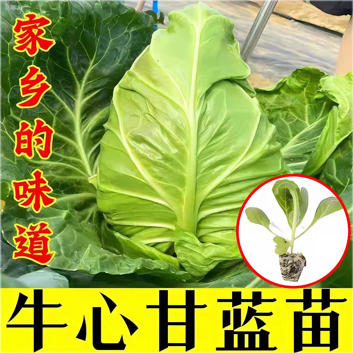 【牛心甘蓝】特大包菜卷心菜种耐热耐寒春秋四季可种植蔬菜种