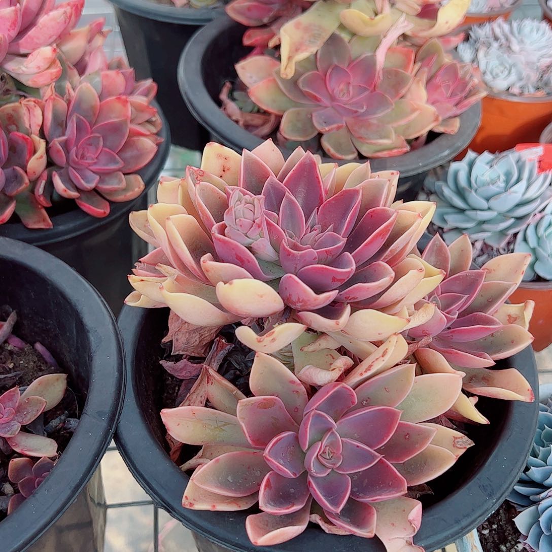 紫气东来多头群生精品特价