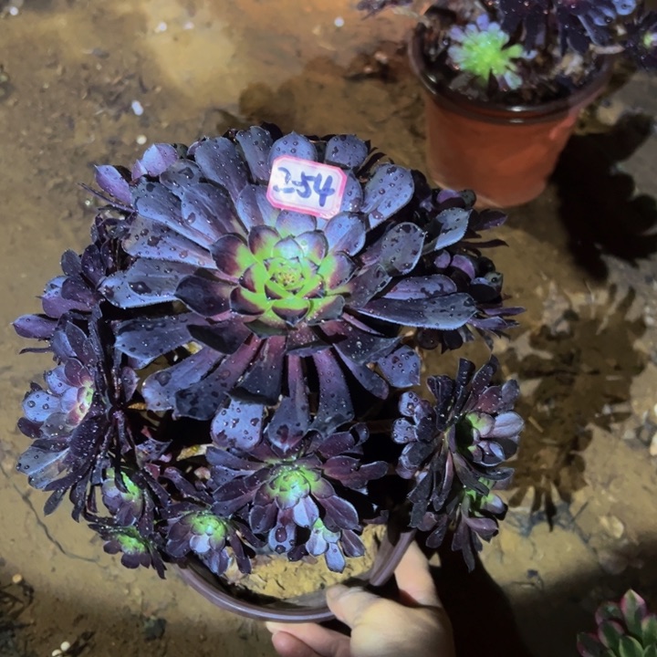 墨筒多肉植物2-54