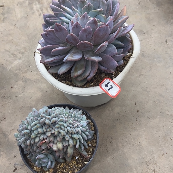 。***闹一物一拍陈子多肉67