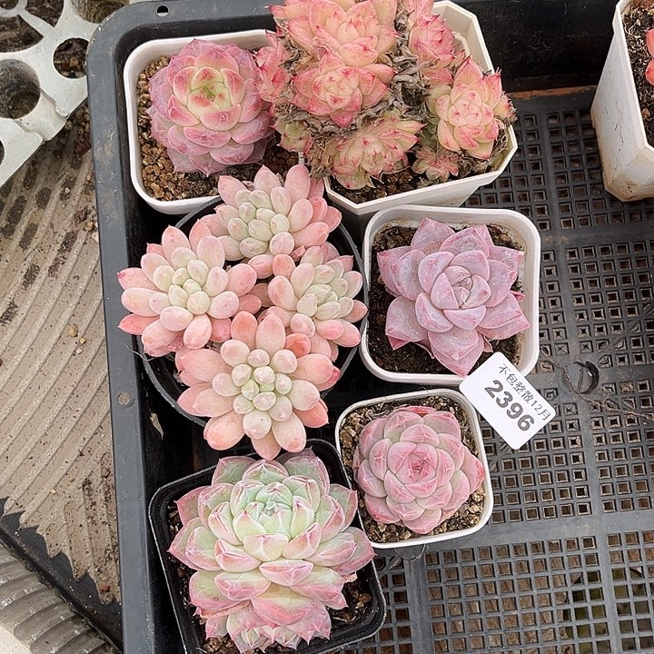 阿雅园艺。   2496