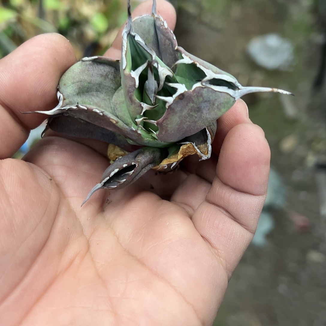 紧致海豹仁王冠植物