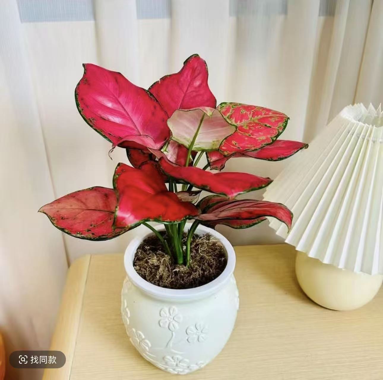 吉利红如意盆栽室内水培植物四季好养吸除甲醛鲜活花卉