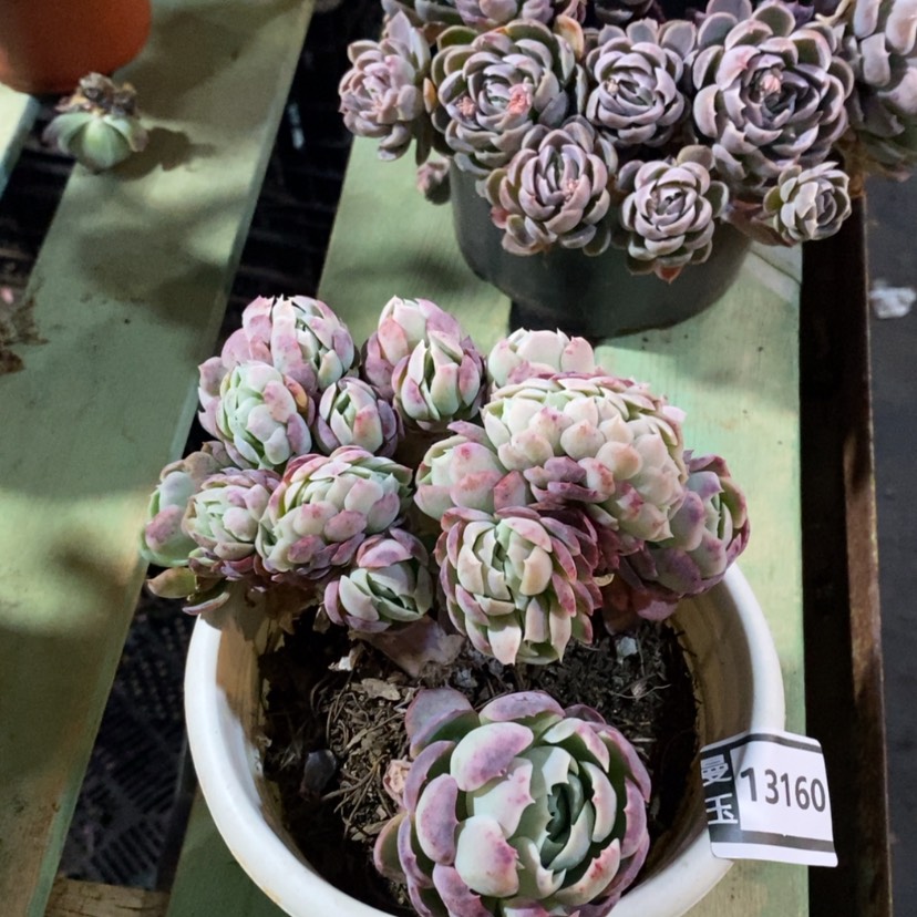 【闪购商品】贝瑞缀13160