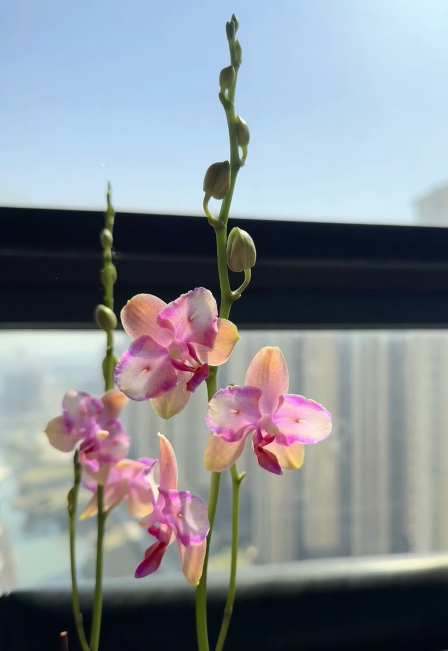 3.0杯蔷薇粉晶石（开花株）淡香