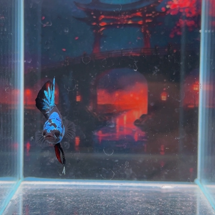 紫印母鱼所有我觉得都是这样