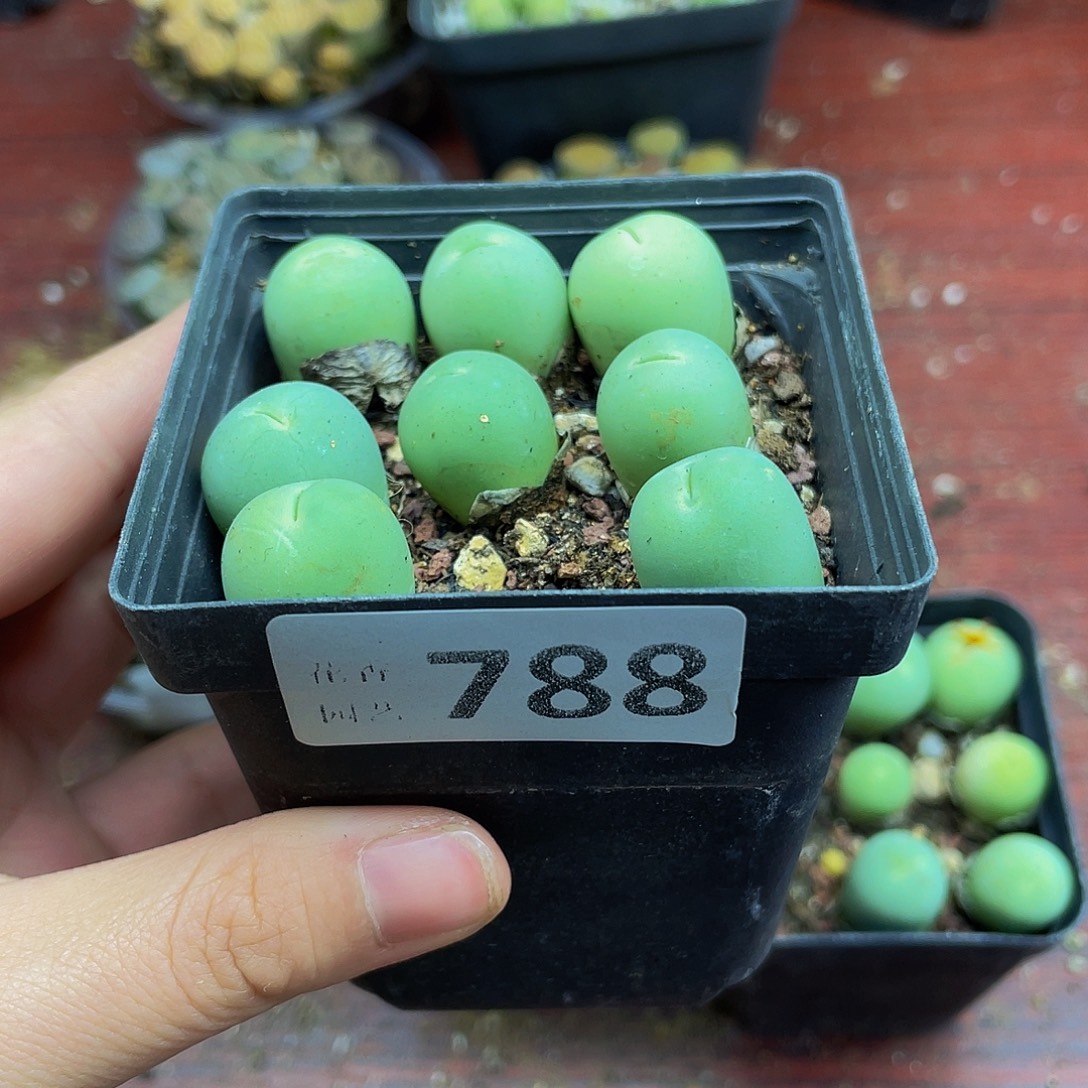 小***咪78800000000花花花花花花花