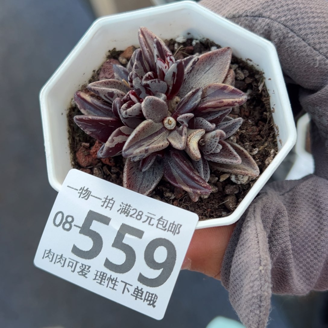 京之鹿锦多肉多肉多肉