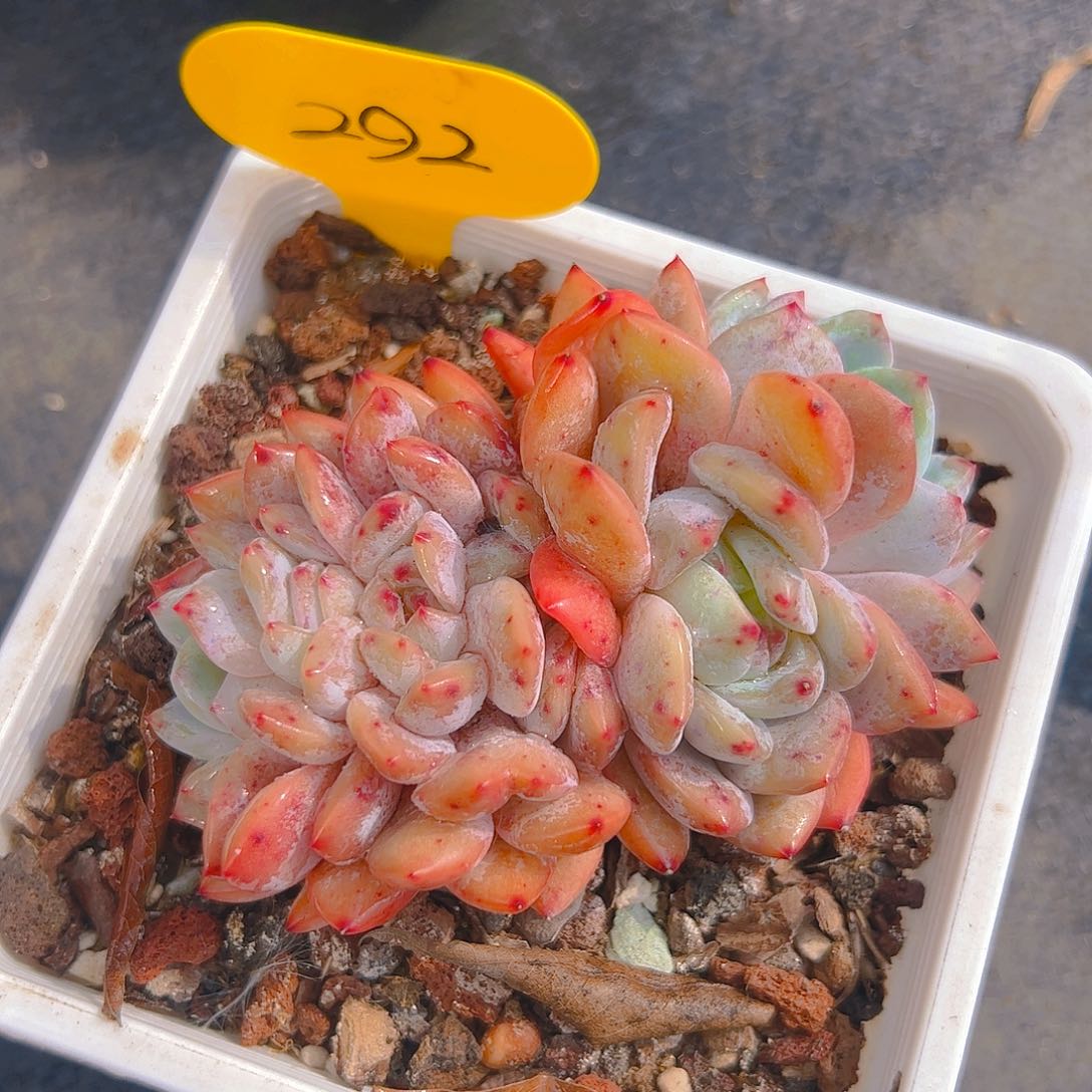 橙梦露缀292号一物一拍