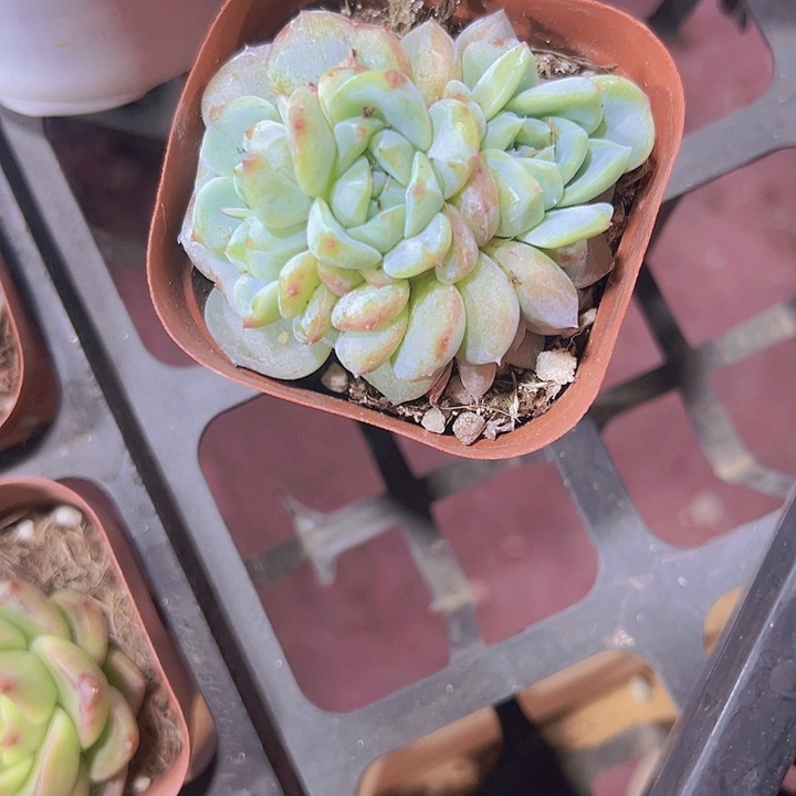 随缘精品多肉植物