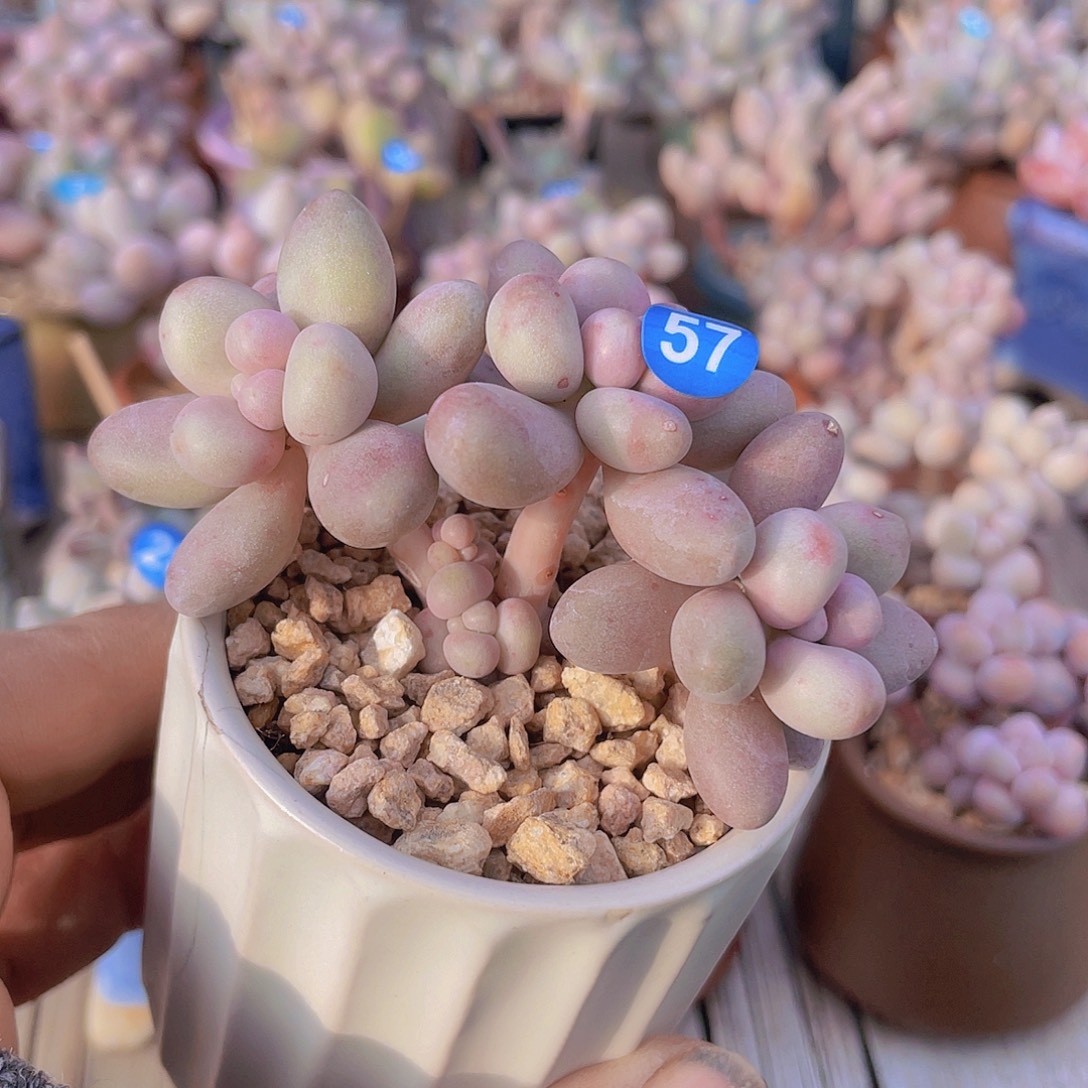 奶尖 6口盆 脱土发