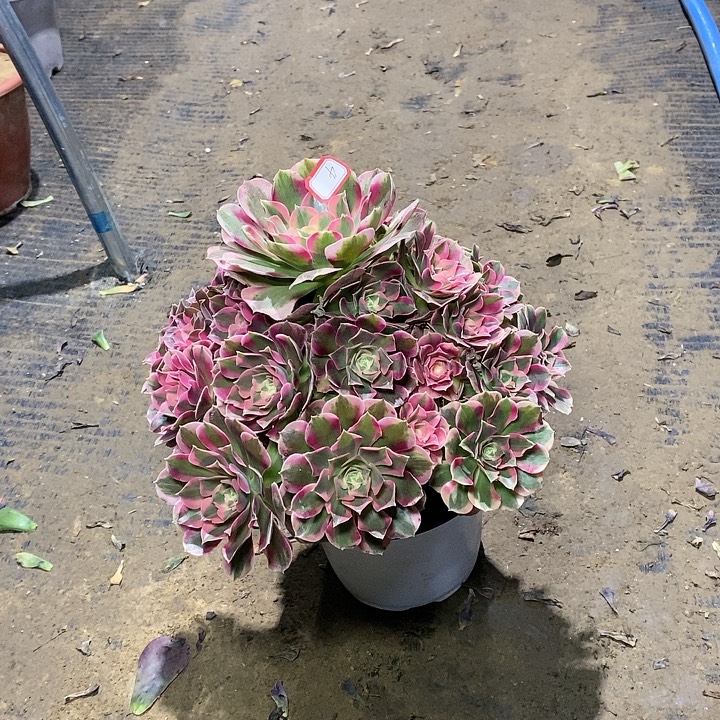 4，粉女郎13467789990000