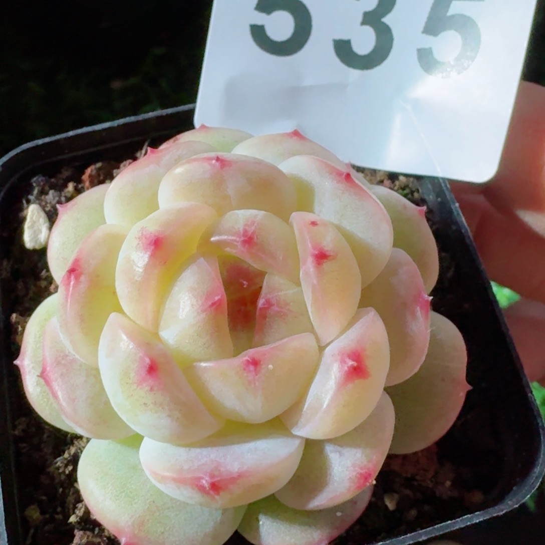 孤品珍妮         精品多肉