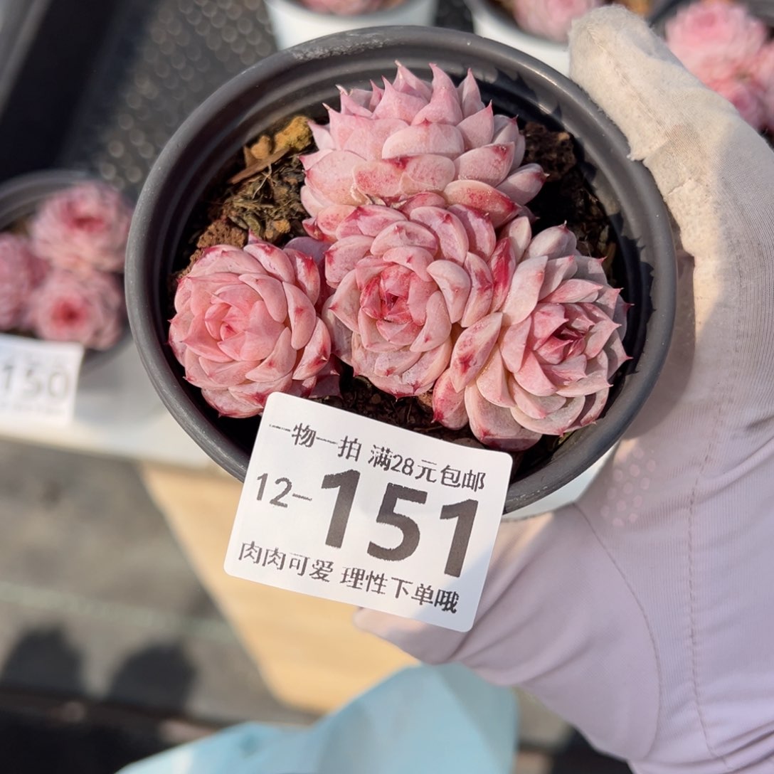 天鹅绒不包整多肉多肉多肉多肉