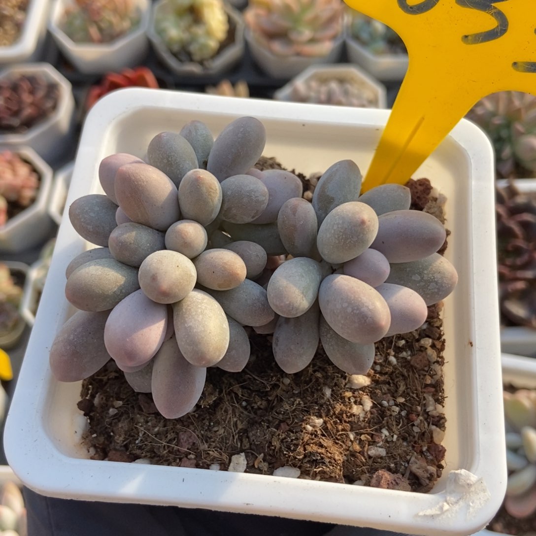 633汤圆多肉植物保护