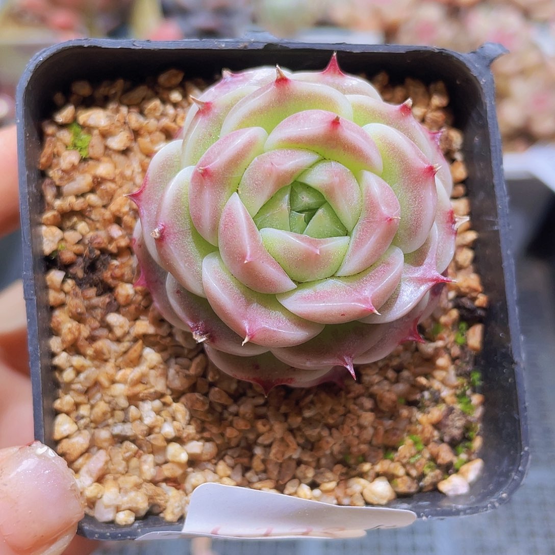 760 精品多肉一物一拍