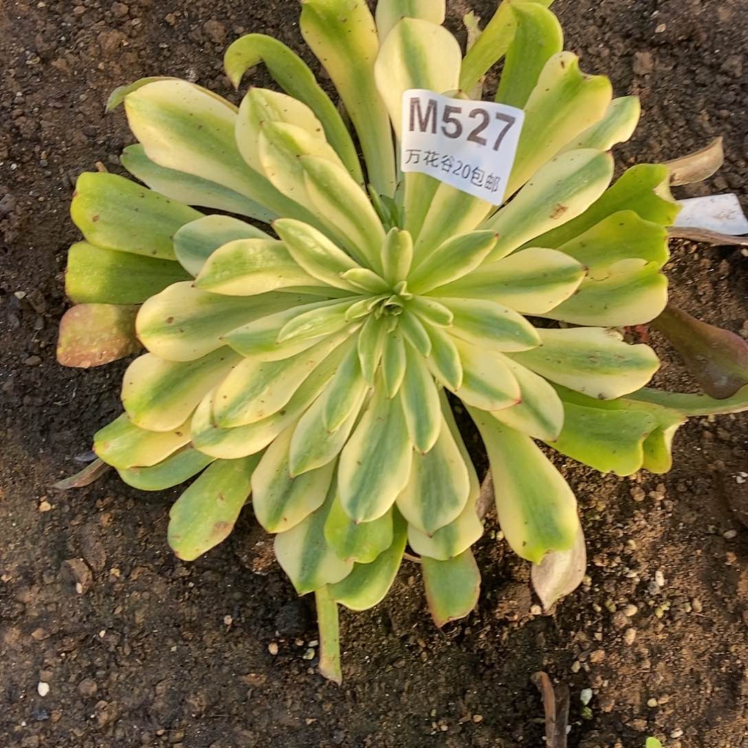 527油画少女多肉植物