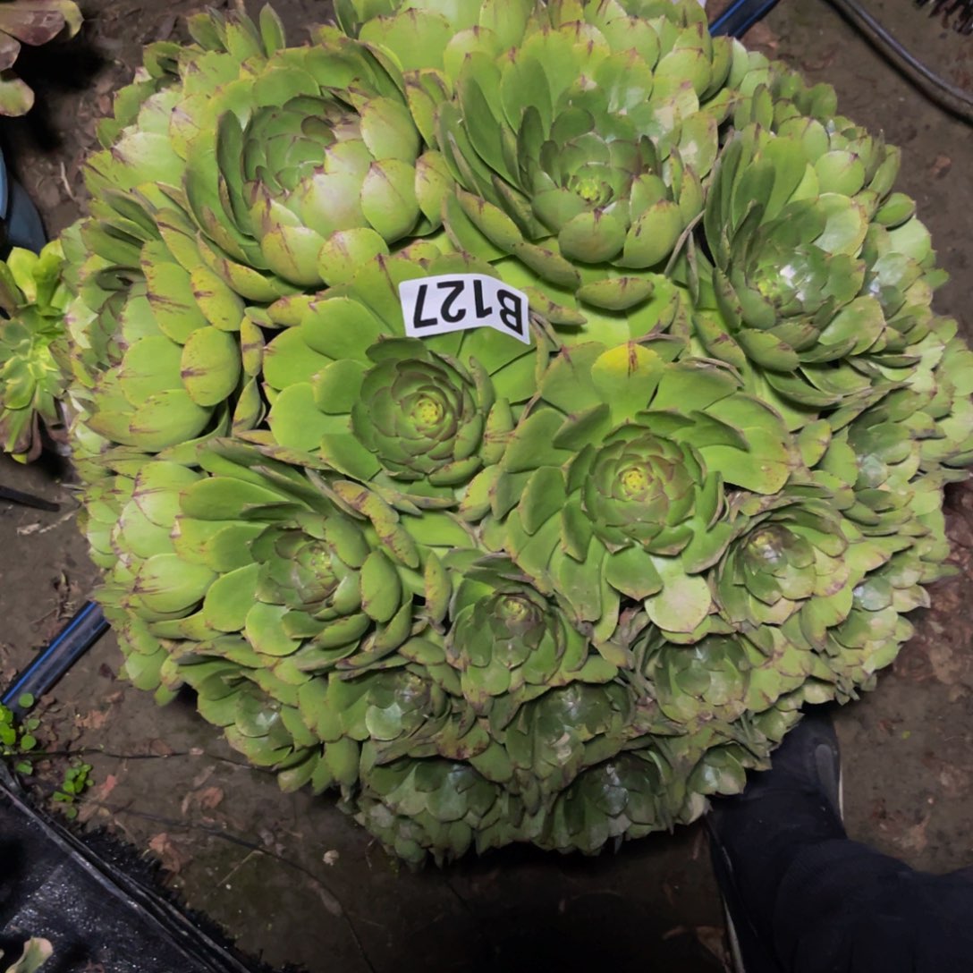 万拉丝14——7包邮法师