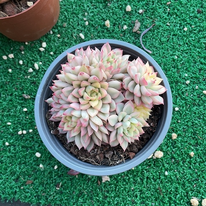 维***斯女雏锦整群带盆发货