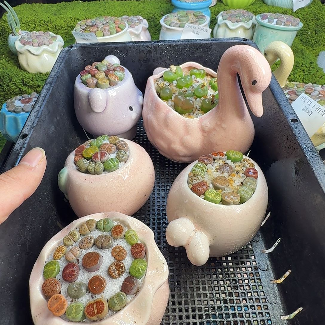 笑***痛多肉葡萄的味道真的很776