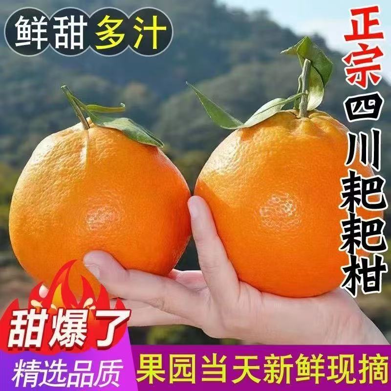 【头茬耙耙柑】正宗四川春见耙耙柑橘新鲜水果爆甜多汁自然成熟
