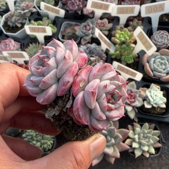 46天鹅绒多肉植物多